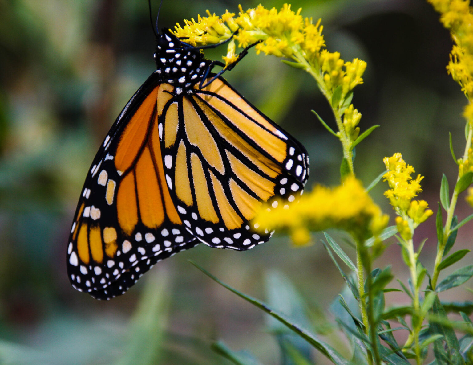 the-yellow-butterfly-trading-post-campground